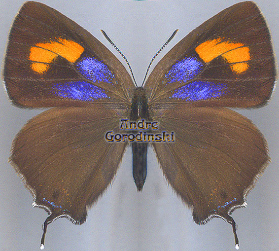 http://www.gorodinski.ru/lycaenidae/Teratozephyrus tsangkie female.jpg